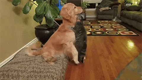 1473595036_giphy.gif