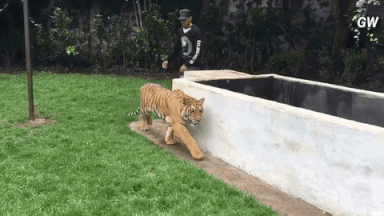 1473681177_giphy-downsized-large.gif