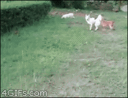 1358119263766142_animate.gif