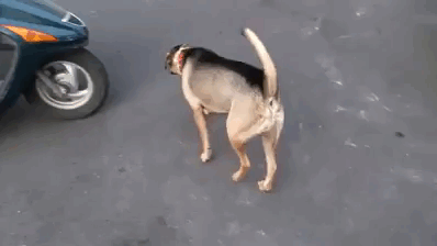 1475744063_giphy.gif