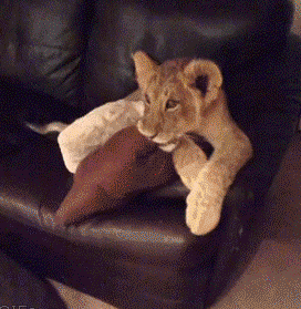 gifs-gifs-insanos-17.gif