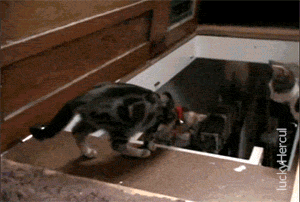 giphy-14-1.gif
